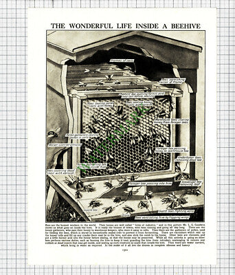 Inside A Beehive  - c.1950s Cutting