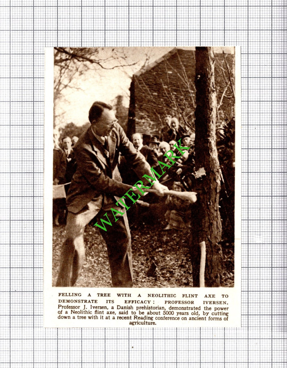 Professor J Iversen Denmark - 1954 Small Cutting