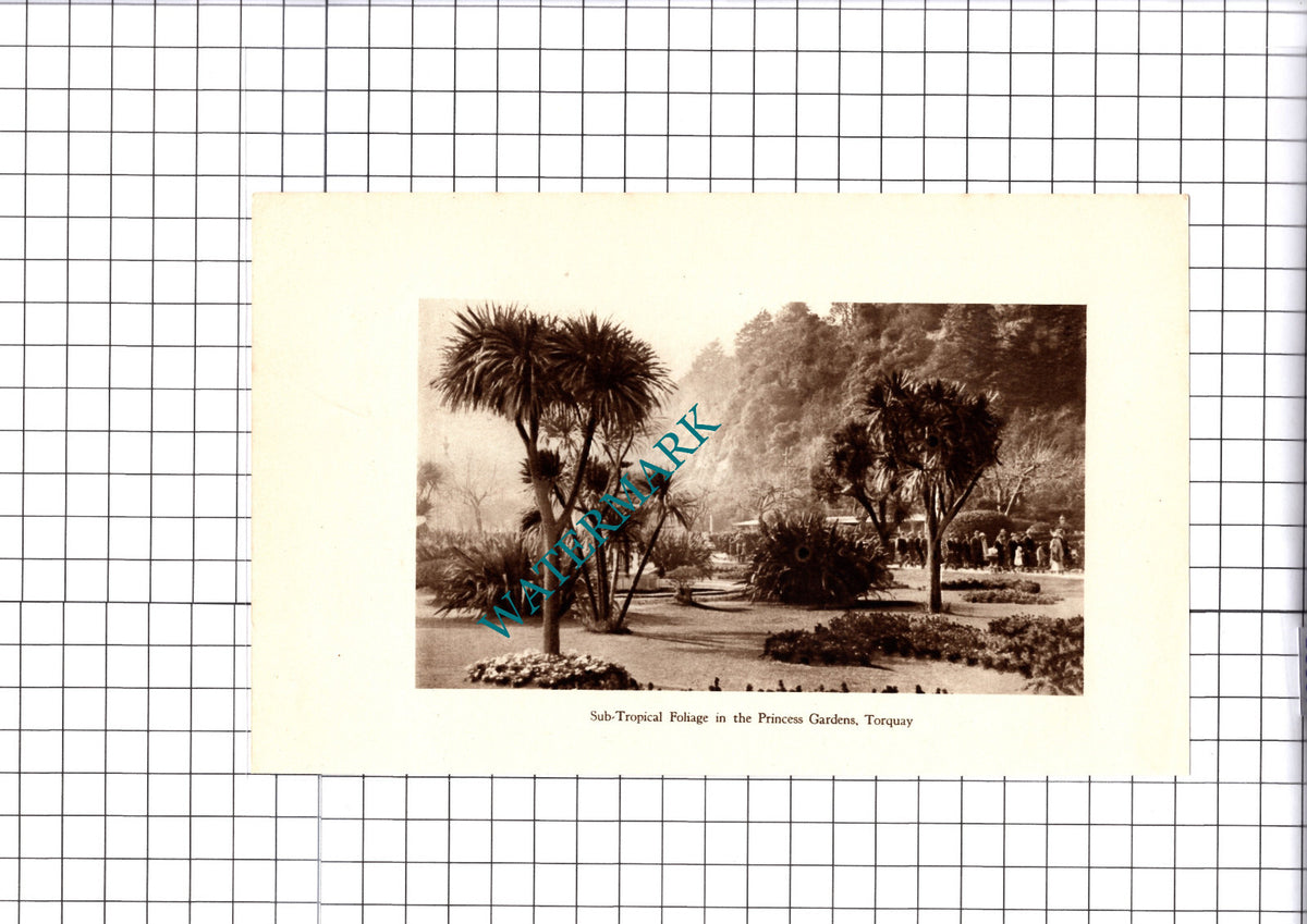 Princess Gardens Torquay Devon  - 1930 Cutting / Print