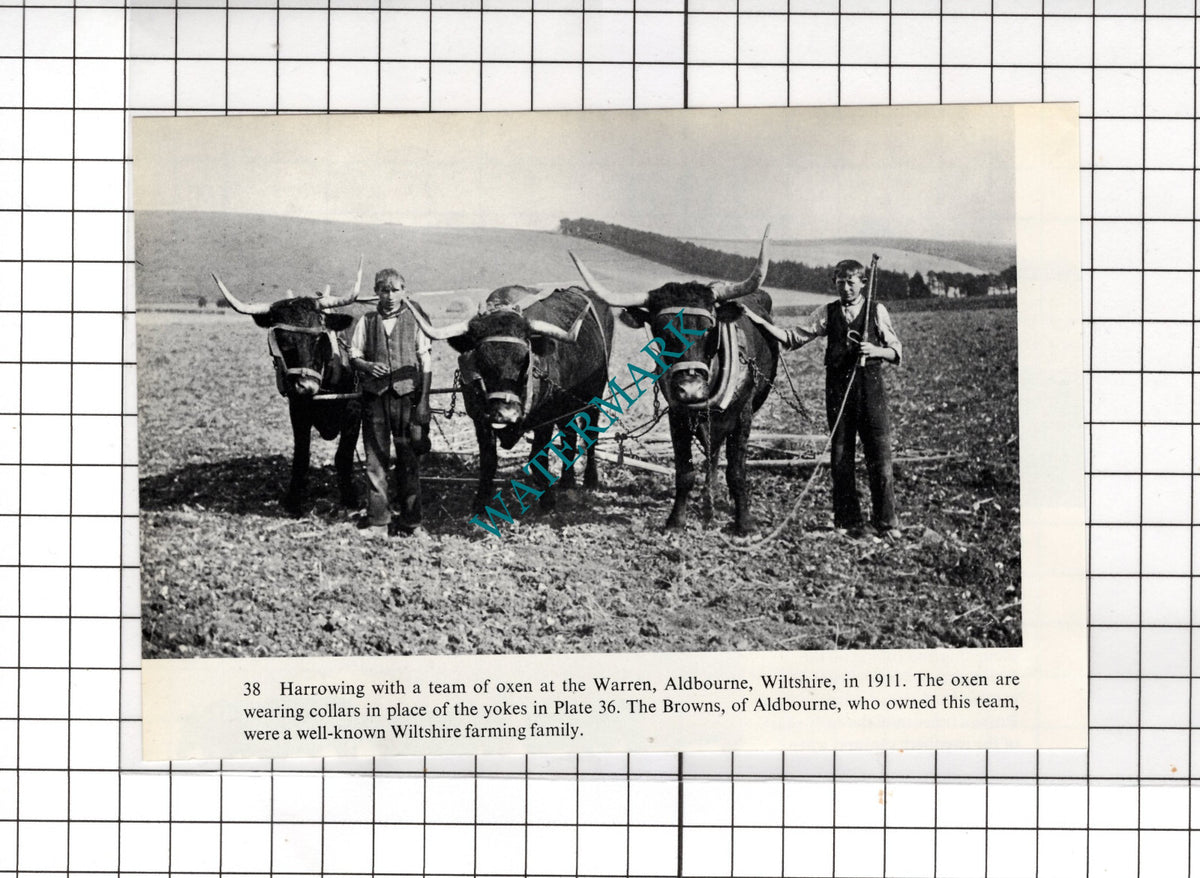 Brown Family Warren Aldbourne Wiltshire  - Cutting