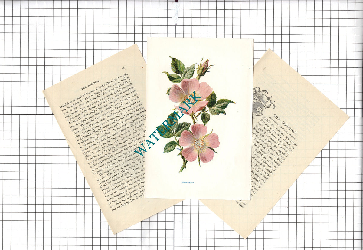 DOG-ROSE Botannical Wild Flower Plant Hulme - c.1900 Small Print