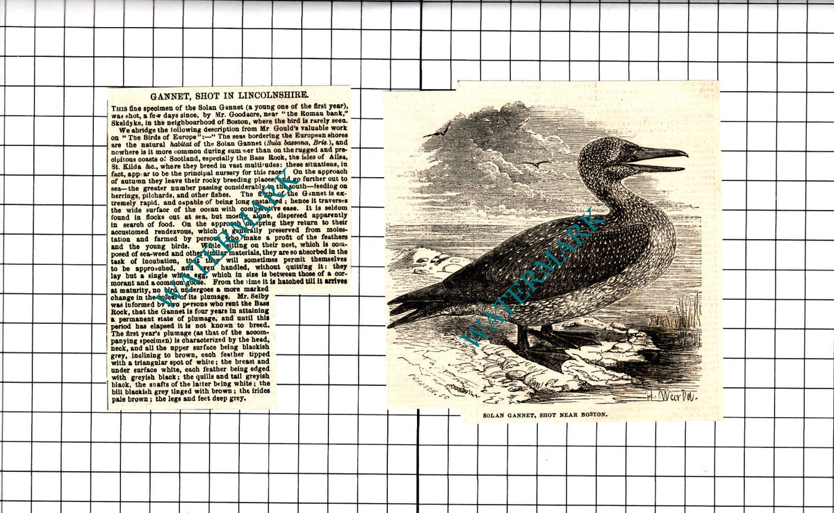 Mr Goodacre Skeldyke Lincolnshire Solan Gannet Shot -  1854 2-Part Clipping