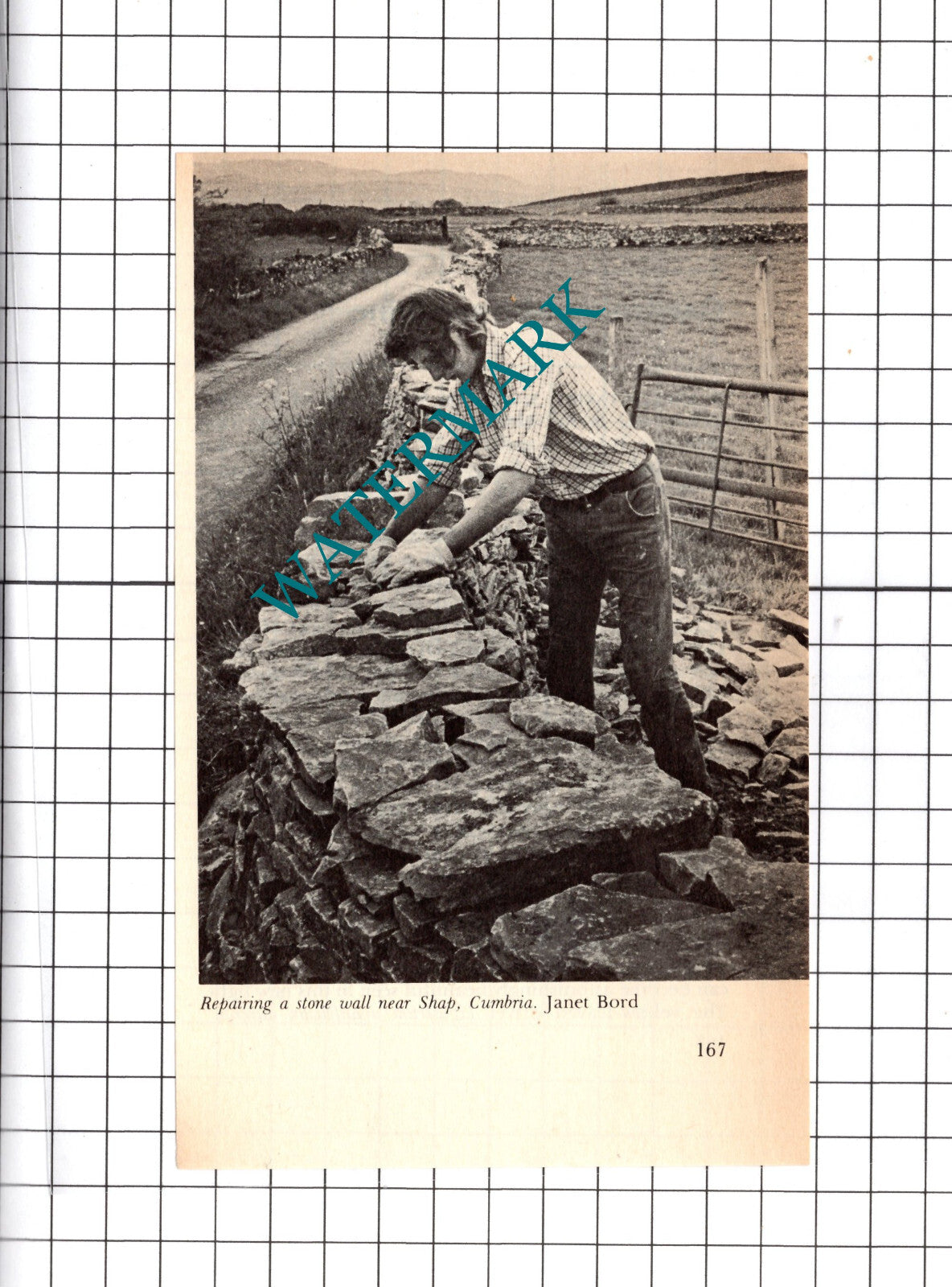 Shap Cumbria Wall Repair - 1976 Clipping / Print