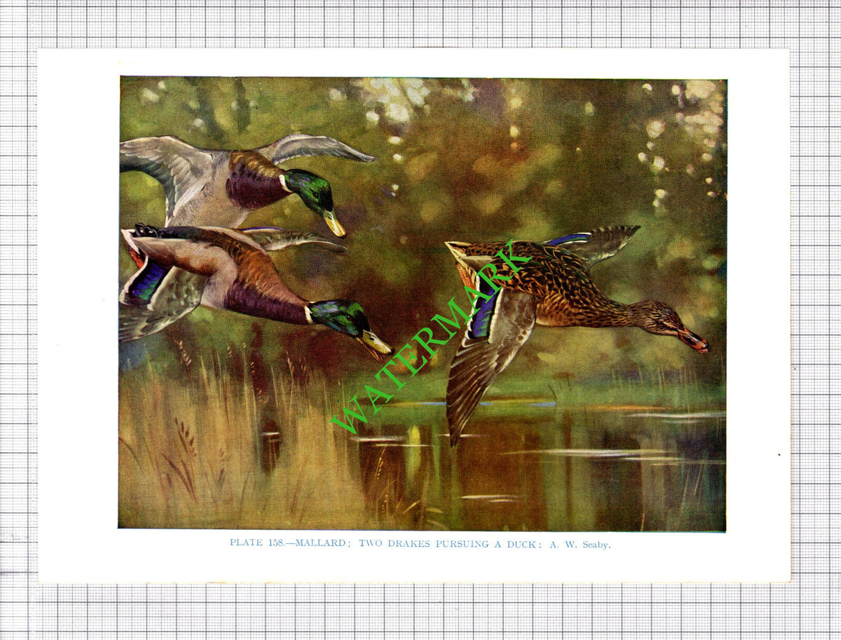 MALLARD DUCK   A W Seaby Bird - 1960's Cutting / Print