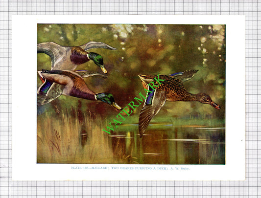 MALLARD DUCK   A W Seaby Bird - 1960's Cutting / Print