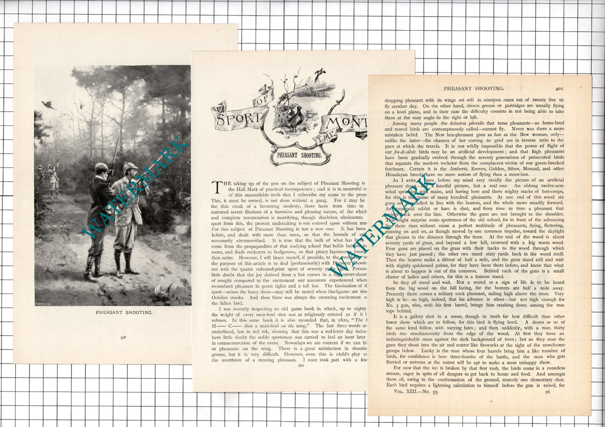 Pheasant Shooting  Ernest Hamilton - 1897 Article / Print