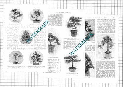 Dwarf Tree  Japan Bonsai Percy Collins Segiro Takagi Eida - 1907 Article / Print