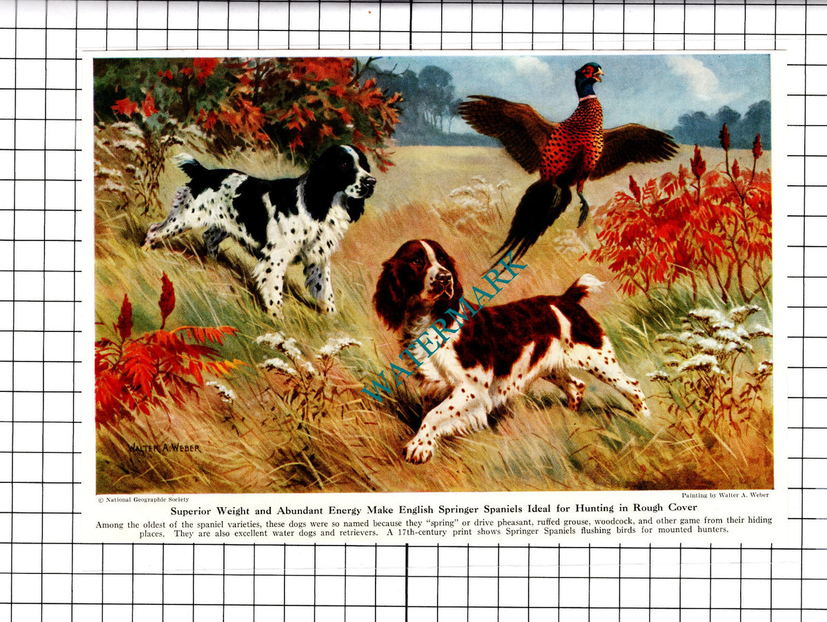 English Springer Spaniels Hunting Dogs Walter A Weber  - 1947 Clipping / Print