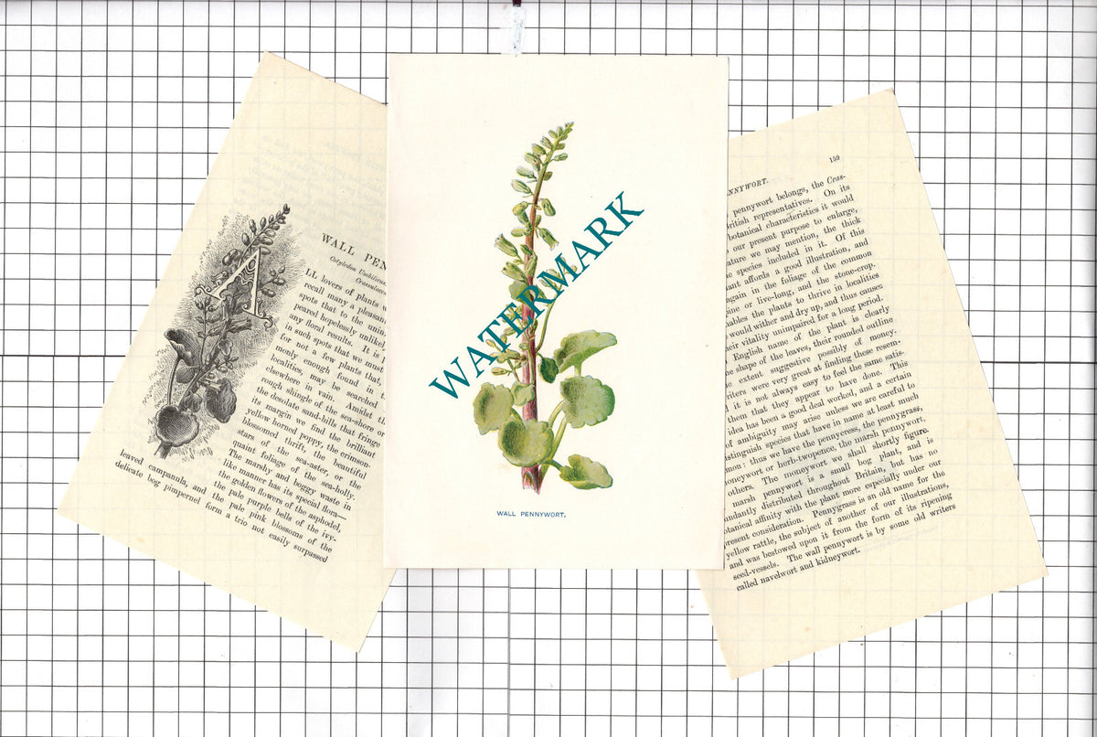 Wall Pennywort Botannical Wild Flower Plant  - c.1900 Small Print