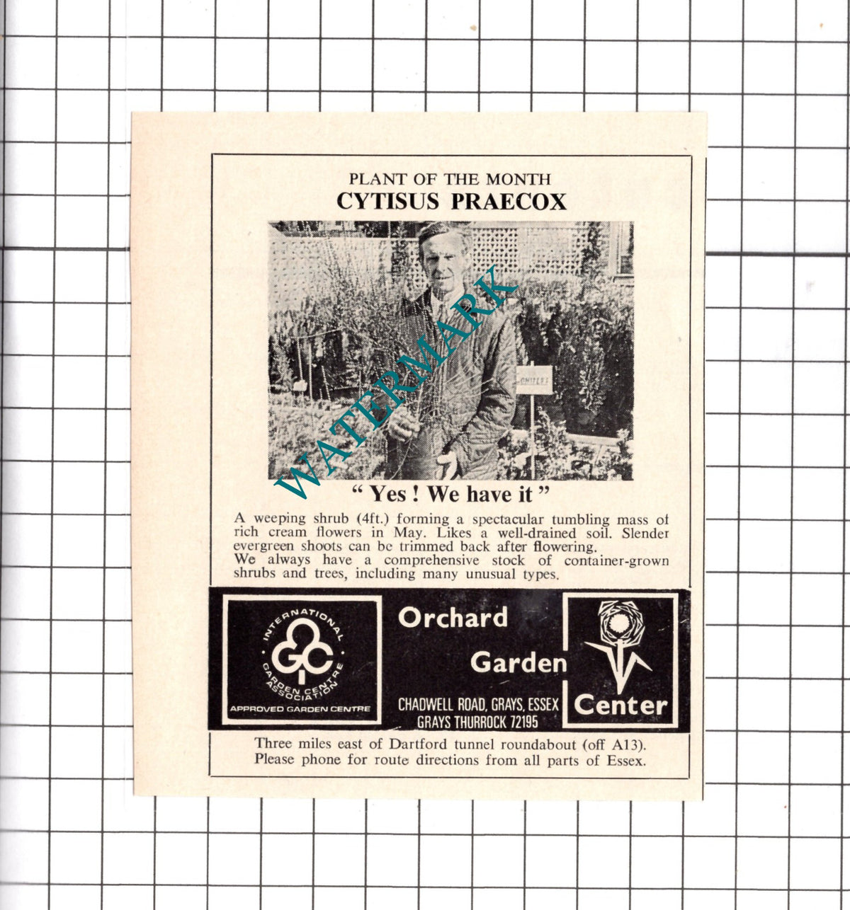 Orchard Garden Centre Grays Essex Advert  - 1972 Clipping