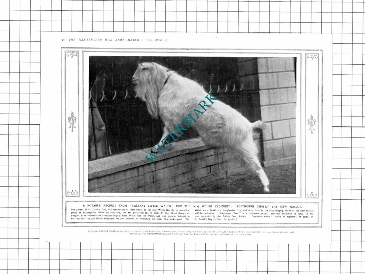 5th Welsh Regiment Copthorne Ghost Goat Mascot Rhyl WW1  -1915 Clipping/ Print