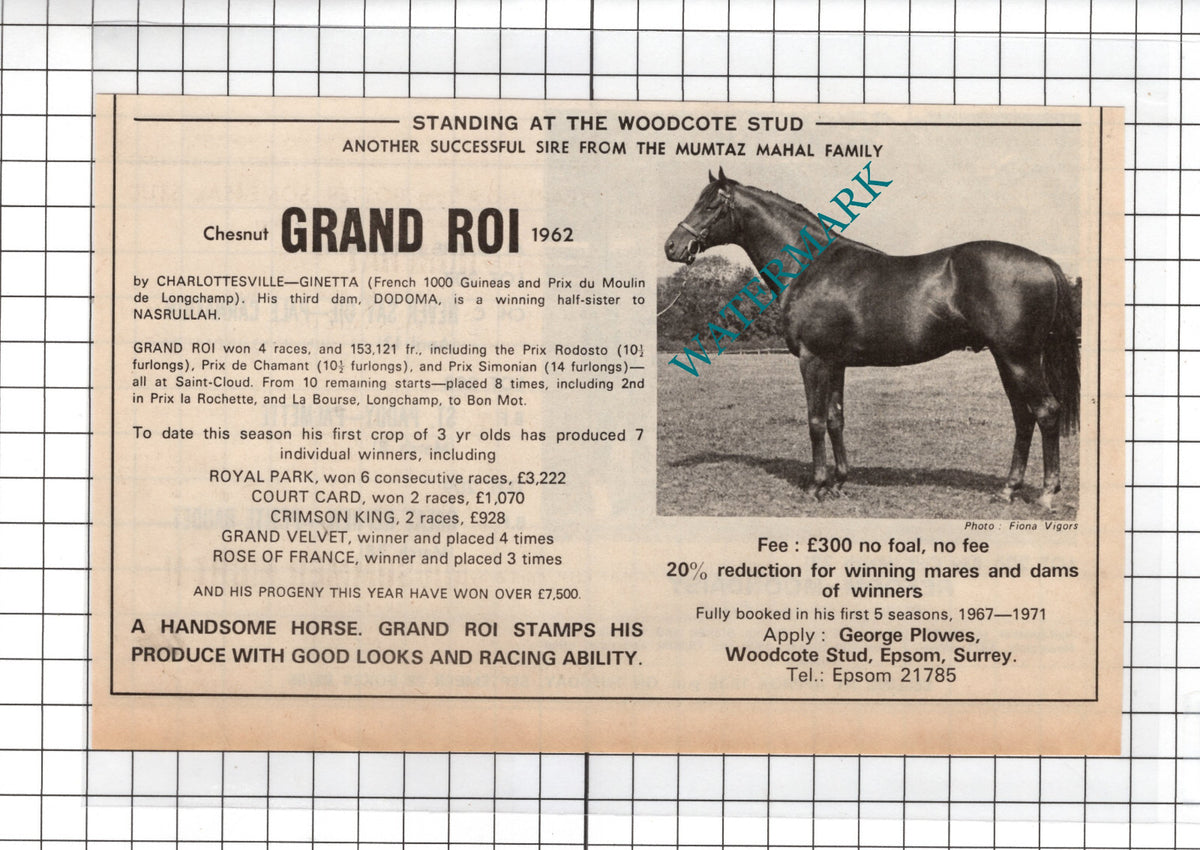 Grand Roi Horse Woodcote Stud Epsom  Mumtaz Mahal Sale Advert -1971 Cutting
