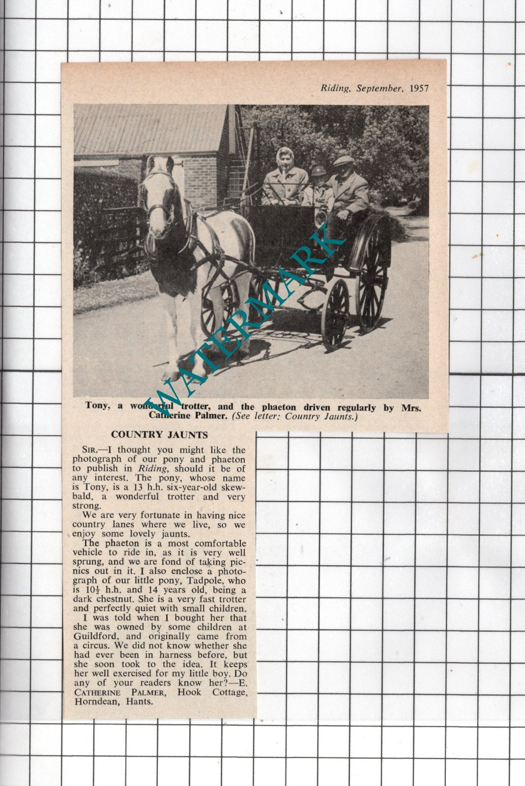 Mrs Catherine Palmer Hook Cottage Horndean Hampshire - 1957  Clipping