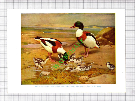 SHELDRAKE SHELDUCK DUCK   A W Seaby Bird - 1960's Cutting / Print