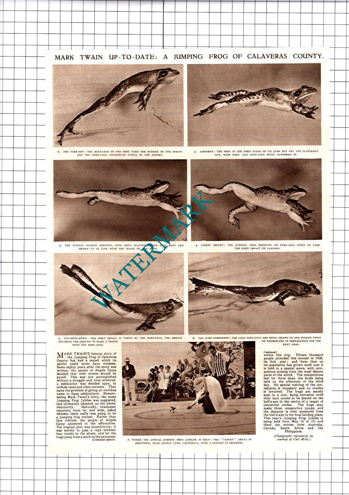 Mark Twain Calaveras  Frogtown Angels Camp California - 1953 Cutting / Print