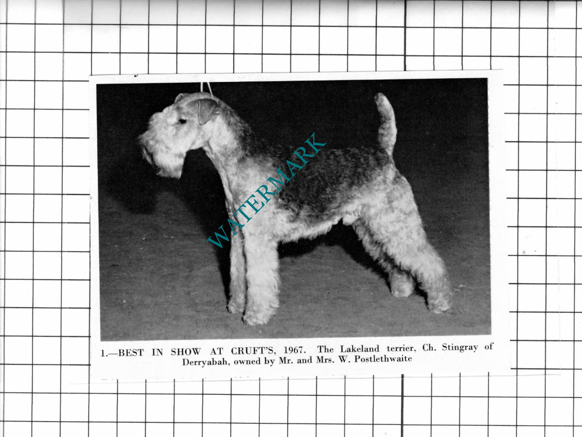Mr W Postlethwaite Stingray Of Derryabah Lakeland Terrier Crufts - 1967 Cutting