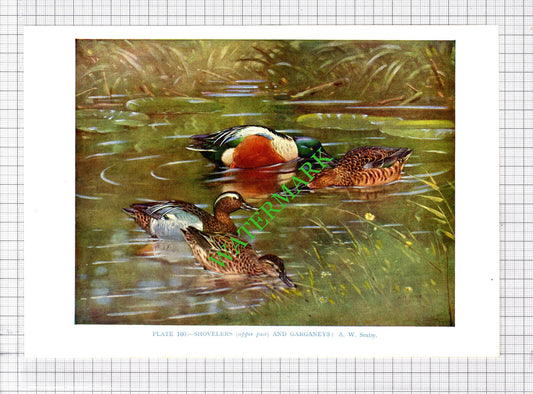 SHOVELER GARGANEY DUCK   A W Seaby Bird - 1960's Cutting / Print