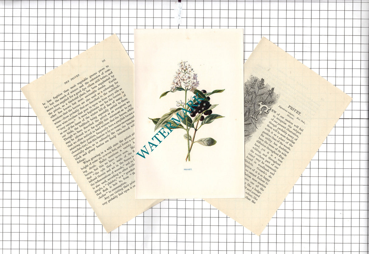 PRIVET Botannical Wild Flower Plant Hulme - c.1900 Small Print