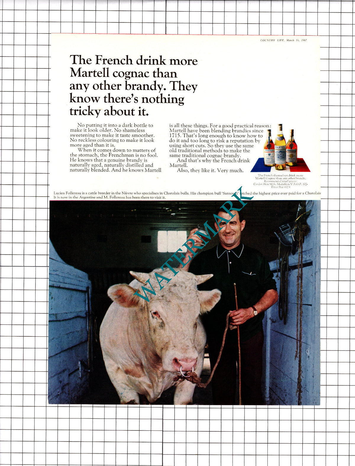 Lucien Follereau Cattle Breeder Nievre France Martell Advert -  1967 Cutting