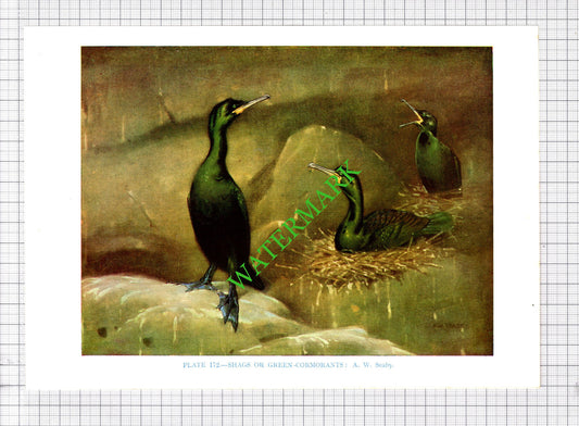 GREEN CORMORANT  SHAG   A W Seaby Bird - 1960's Cutting / Print
