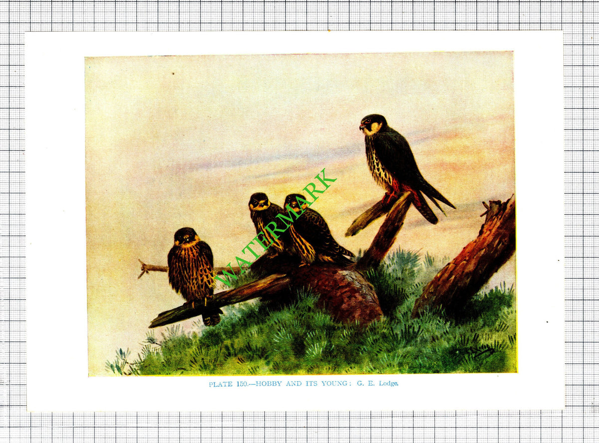 HOBBY G E Lodge  Bird  - 1960s Cutting / Print