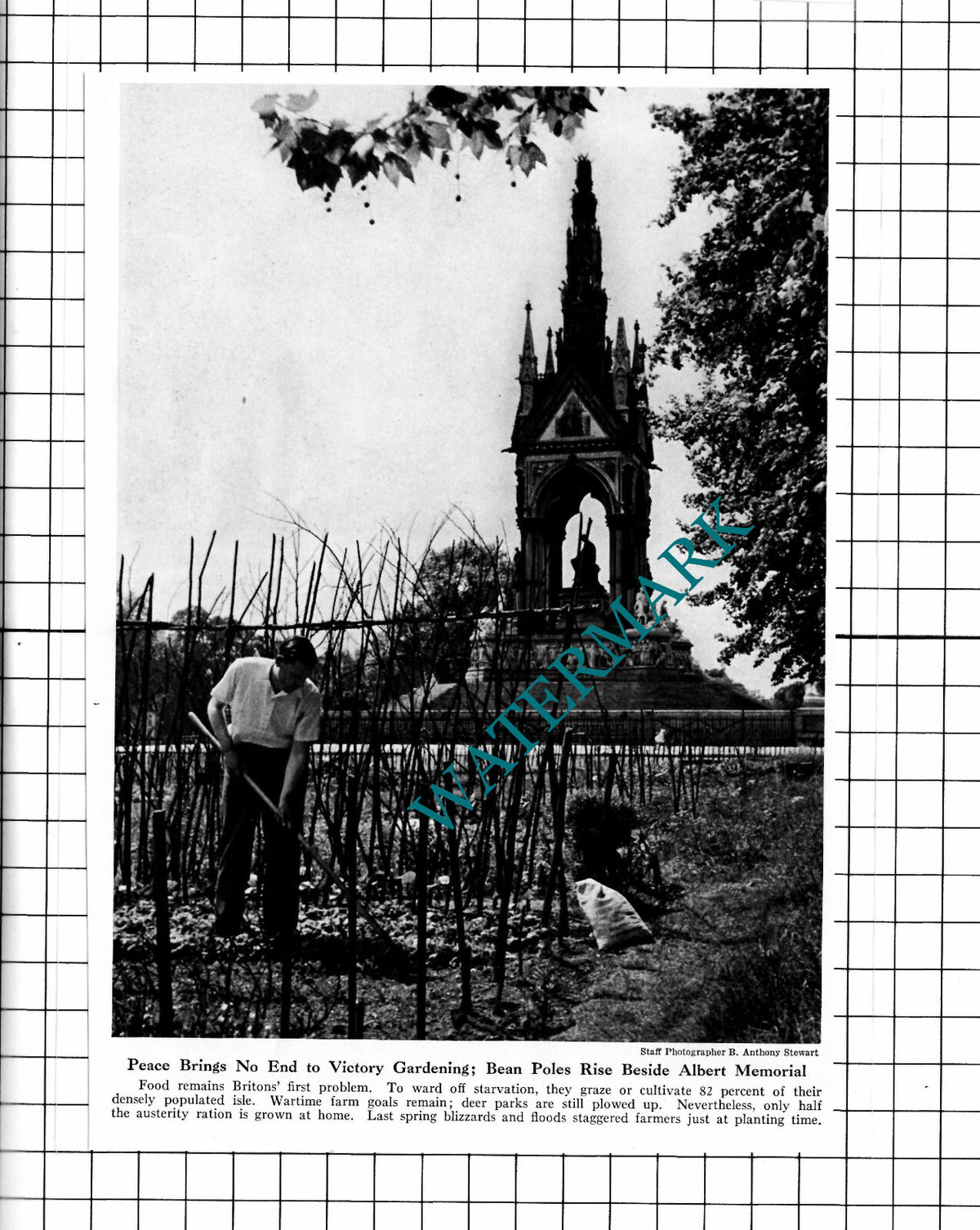 Albert Memorial London Victory Gardening WW2  - 1947 Clipping
