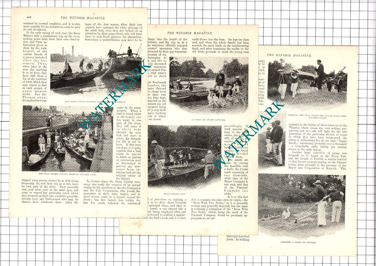 Swan Upping On The Thames London FG Callcott - 1907 Article / Print