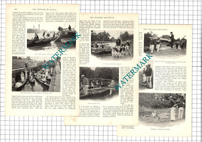 Swan Upping On The Thames London FG Callcott - 1907 Article / Print