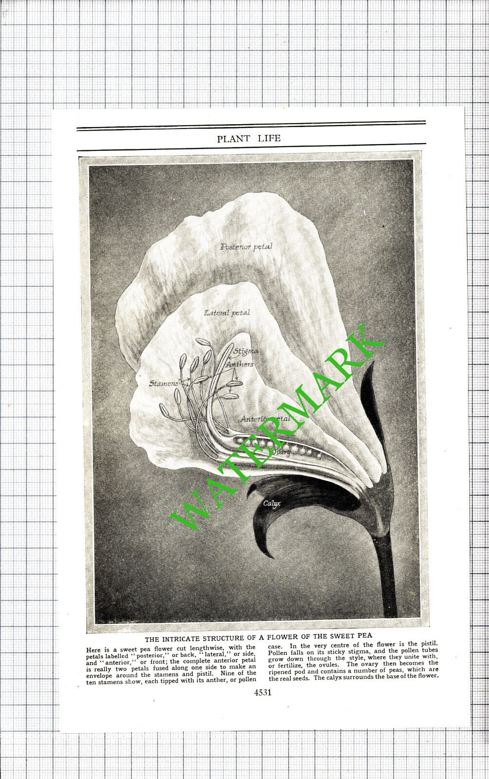 Sweet Pea Flower Diagram  - 1930s Cutting