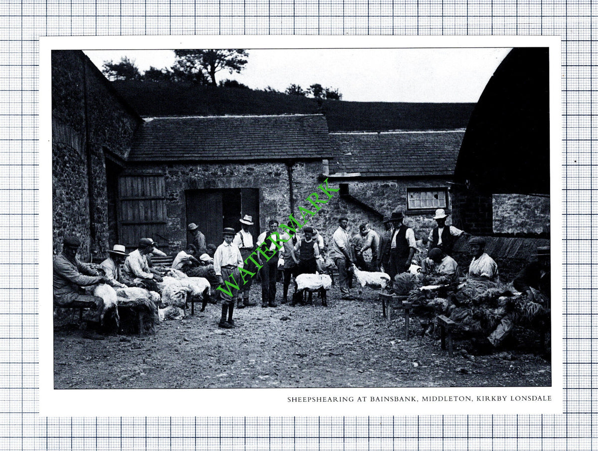Bainsbank Middleton Kirkby Lonsdale Cumbria Sheep Shearing - Cutting / Print
