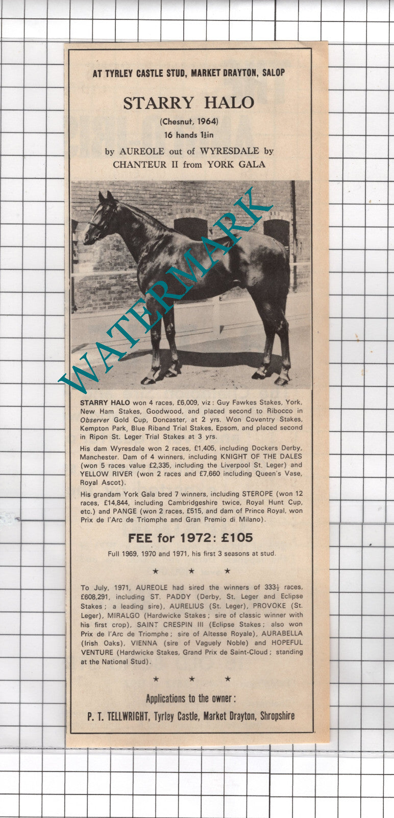 STARRY HALO Racehorse Horse  Tellwright Tyrley Castle Sale Advert -1971  Cutting