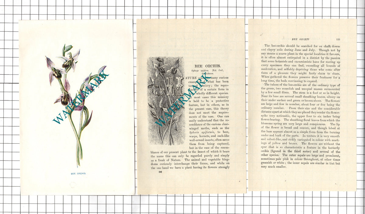 Bee Orchis Botannical Wild Flower Plant  - c.1900 Small Print