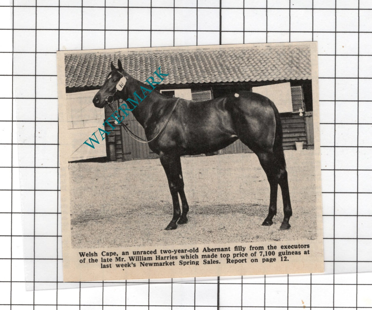 Welsh Cape Race Horse Mr William Harries - 1969 Small Cutting