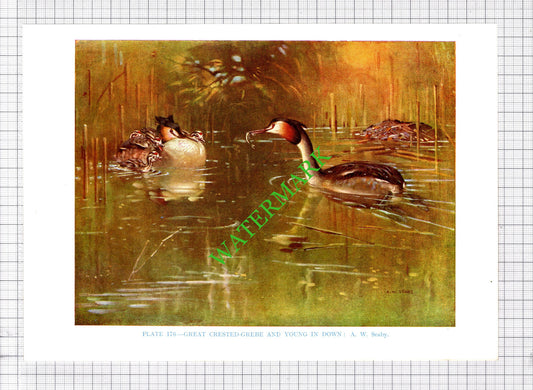 GREAT CRESTED GREBE A W Seaby Bird - 1960's Cutting / Print
