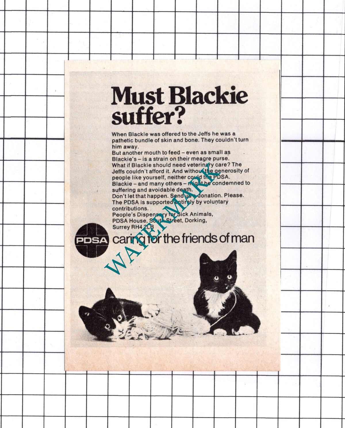 PDSA Cat Advert - 1976  Small Clipping / Print