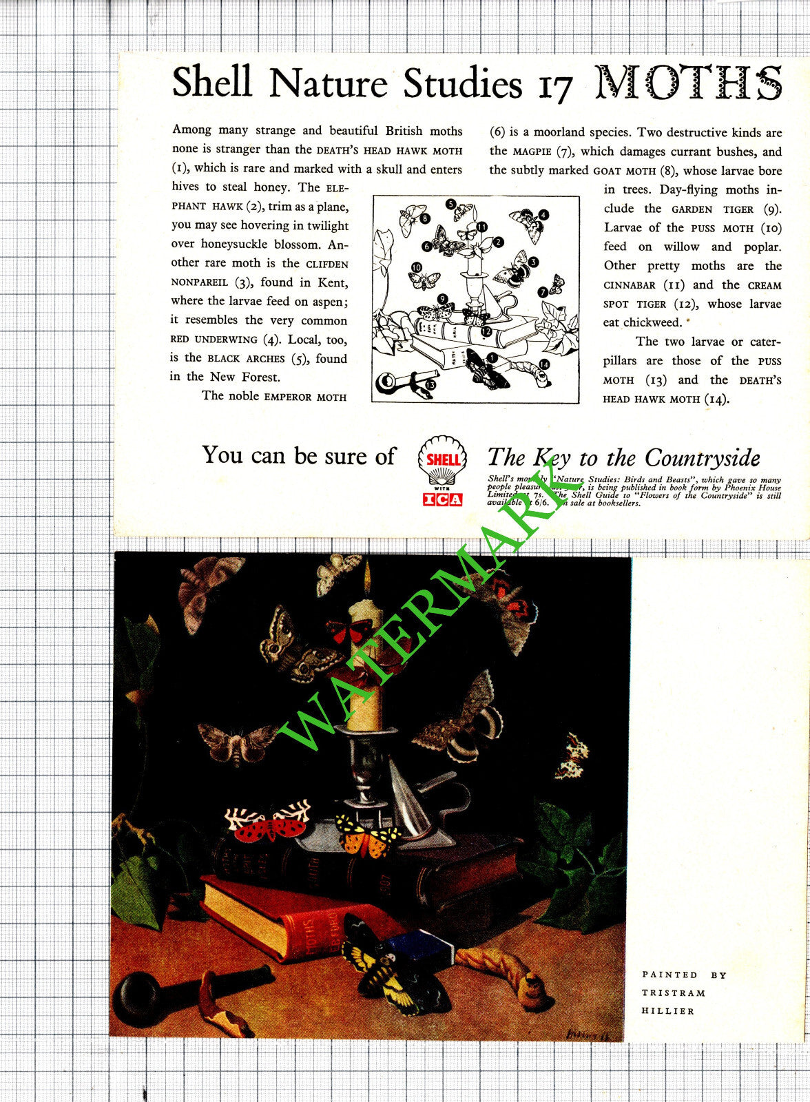 Shell Nature Moths Tristram Hillier Advert  - 1956 Two-Part Cutting