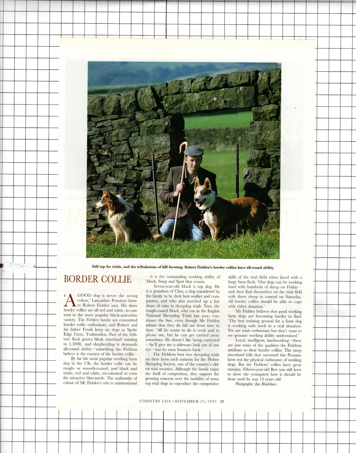 Sheep Dogs Todmorden Lancashire Fielden - 1997 Article / Cutting
