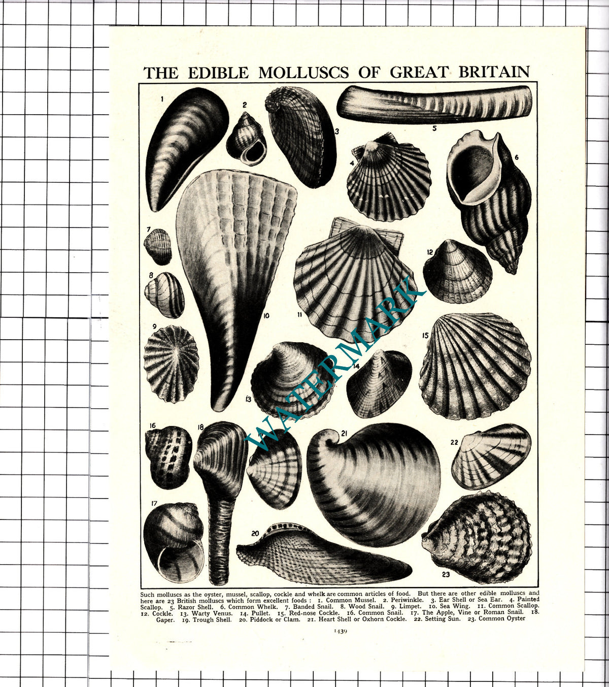 Edible Molluscs Of Great Britain - c.1950s Clipping / Print