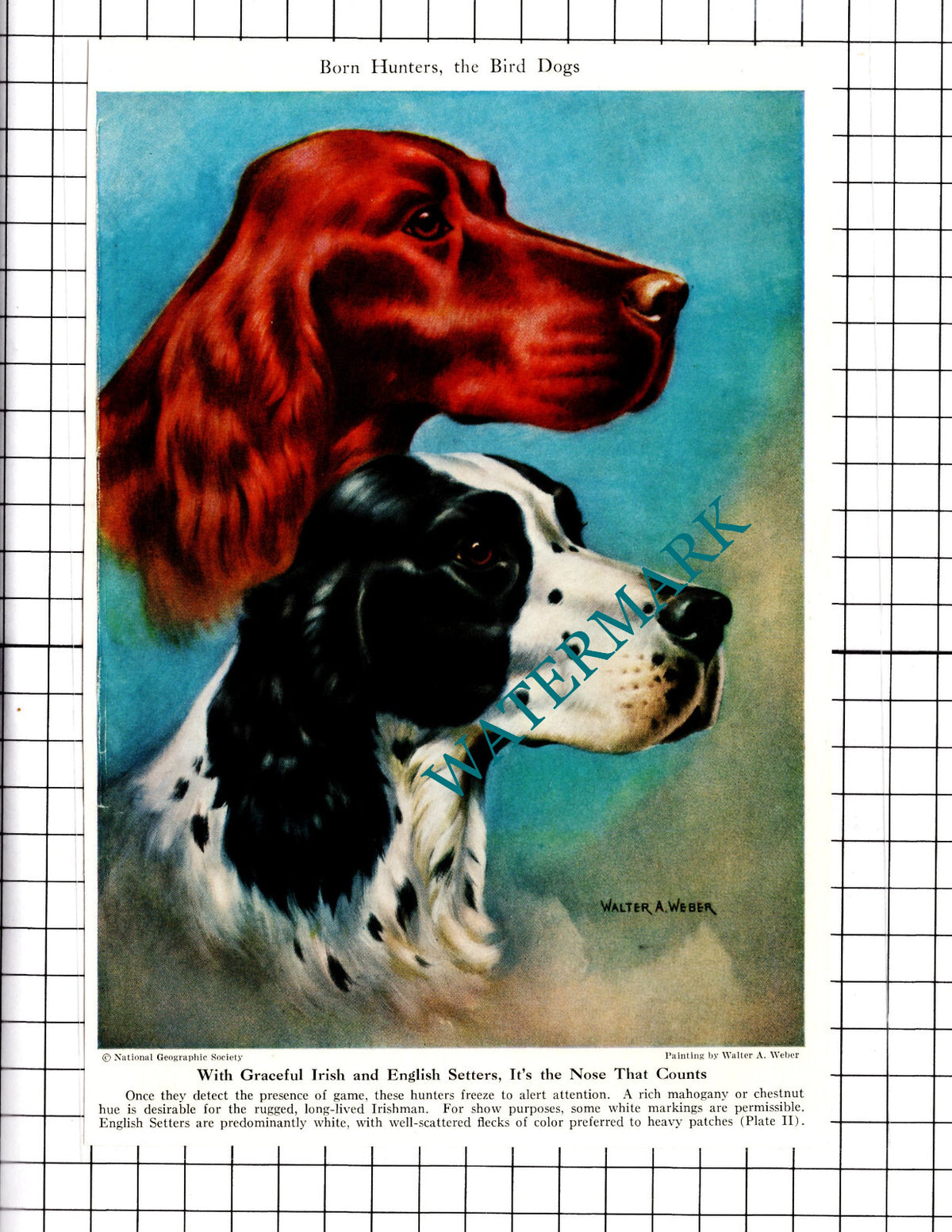 Irish and English Setters Hunting Dogs Walter A Weber  - 1947 Clipping / Print