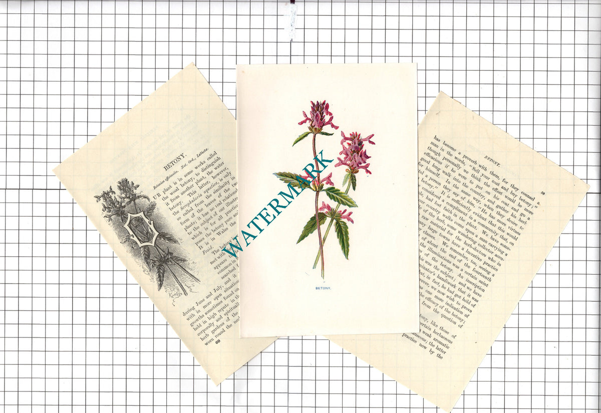 Betony Botannical Wild Flower Plant Hulme - c.1900 Small Print