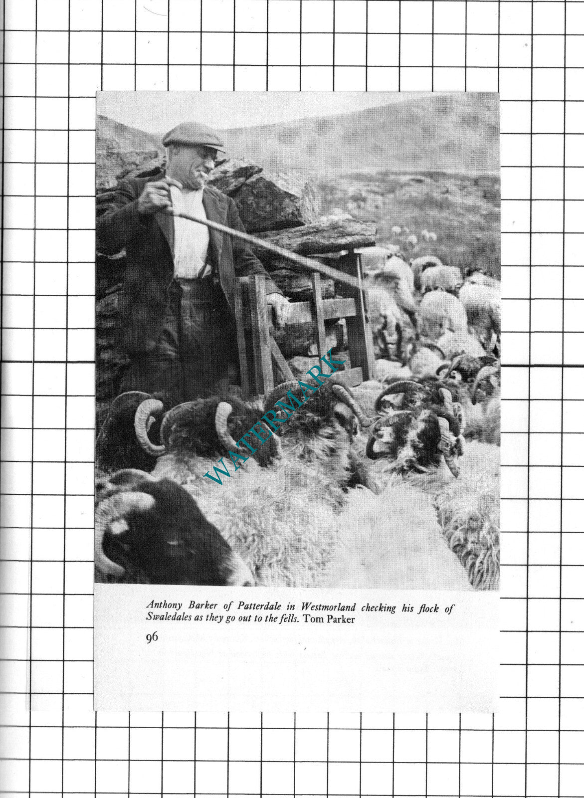 Mrs McFee Ballachulish Argyll /  Anthony Barker Patterdale - 1972 Clipping
