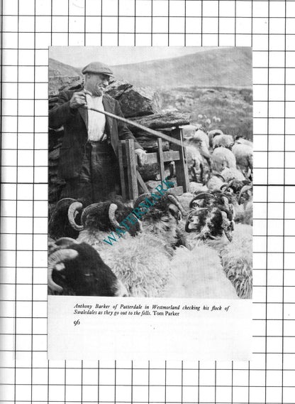 Mrs McFee Ballachulish Argyll /  Anthony Barker Patterdale - 1972 Clipping
