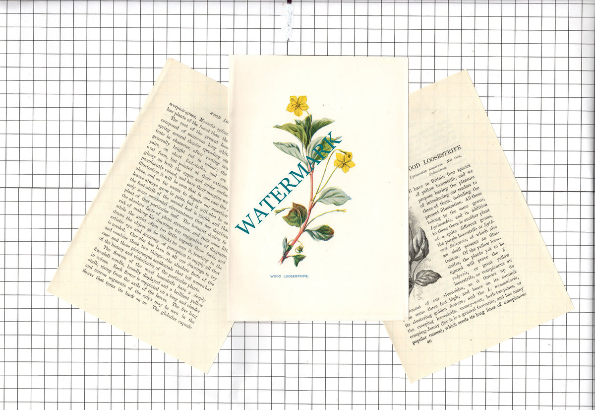 Wood Loosestrife Botannical Wild Flower Plant  - c.1900 Small Print