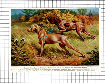 Weimaraner Pointer / Curly Coated Retriever Dogs Walter A Weber - 1947 Clipping