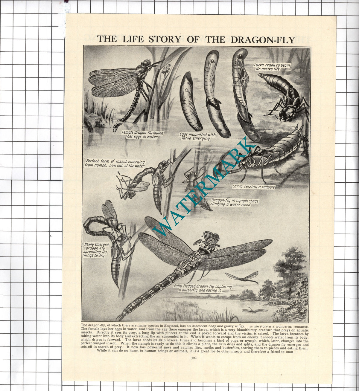 Life Story of  a Dragon Fly Dragonfly - c.1940's Cutting / Print
