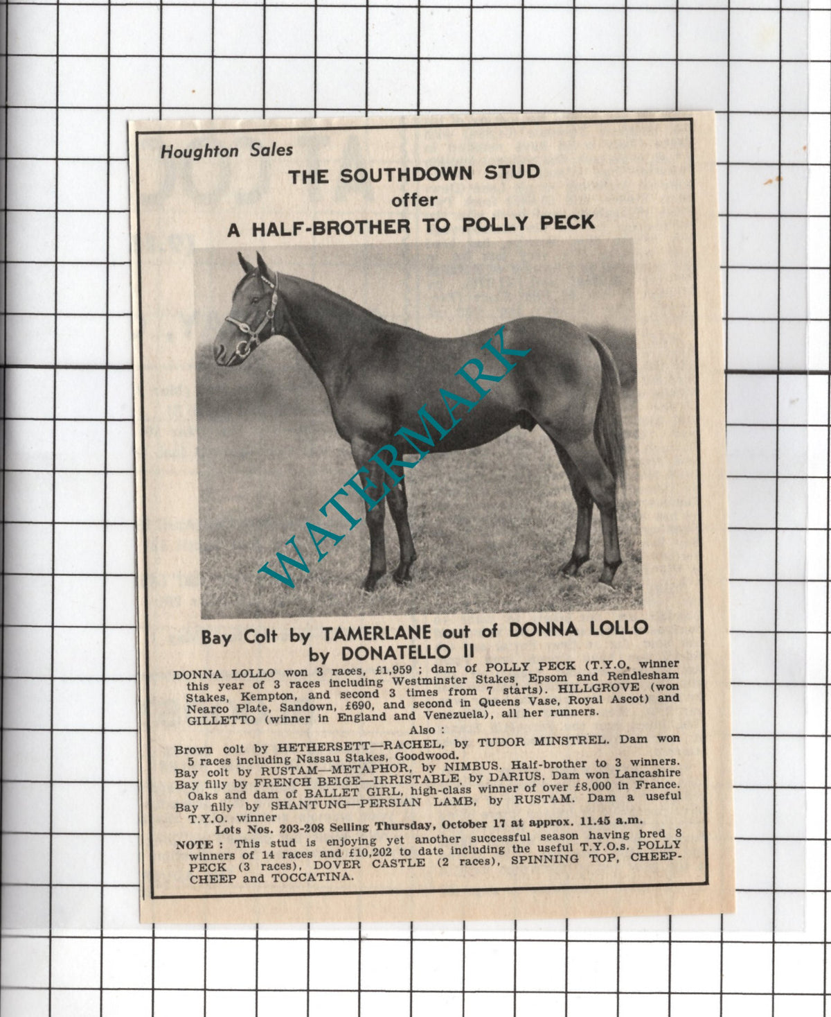 The Southdown Stud  Polly Peck Donna Lollo Advert - 1968 Cutting
