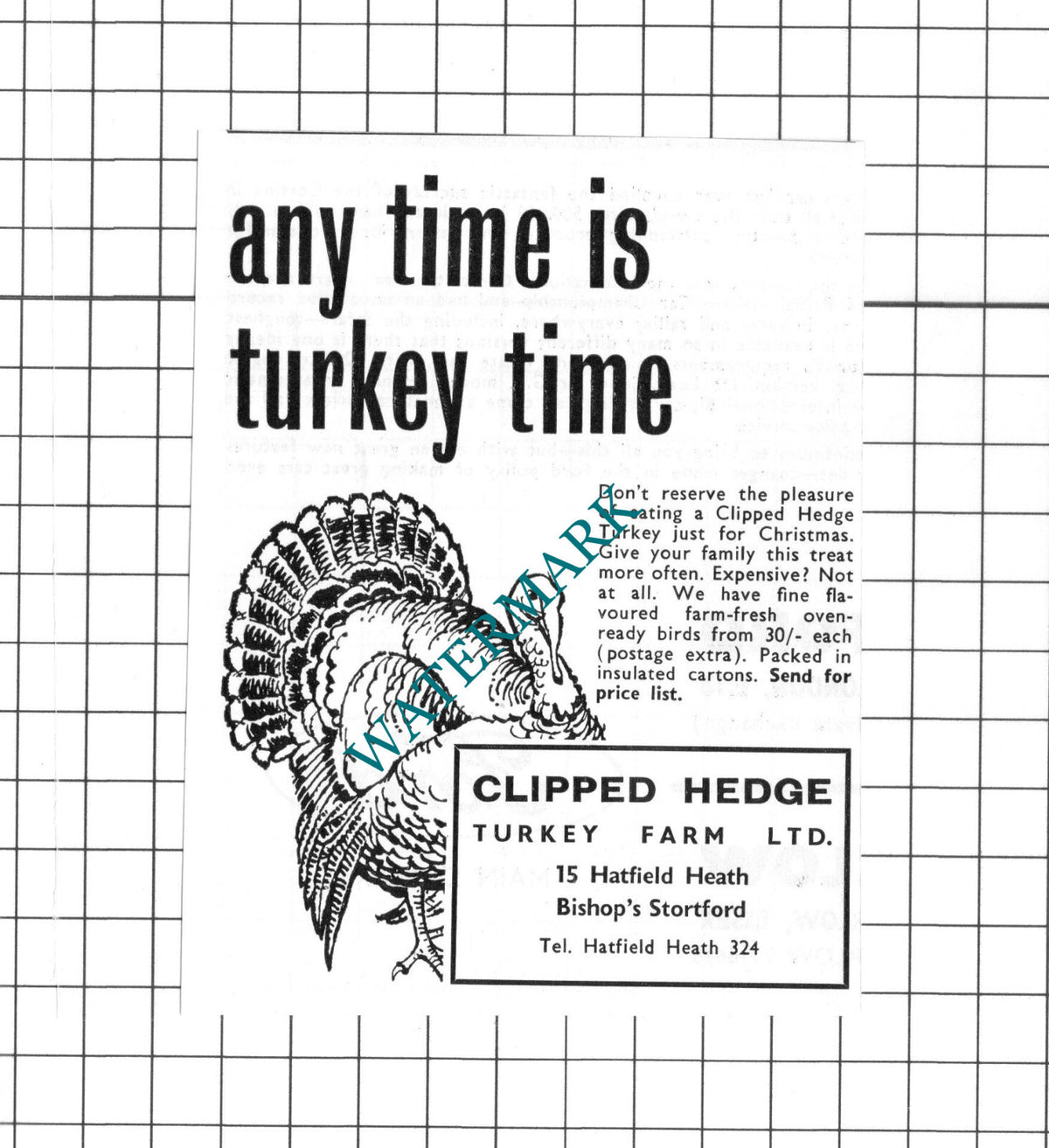 Clipped Hedge Turkey Farm Bishop's Stortford Small Advert -  1965 Cutting
