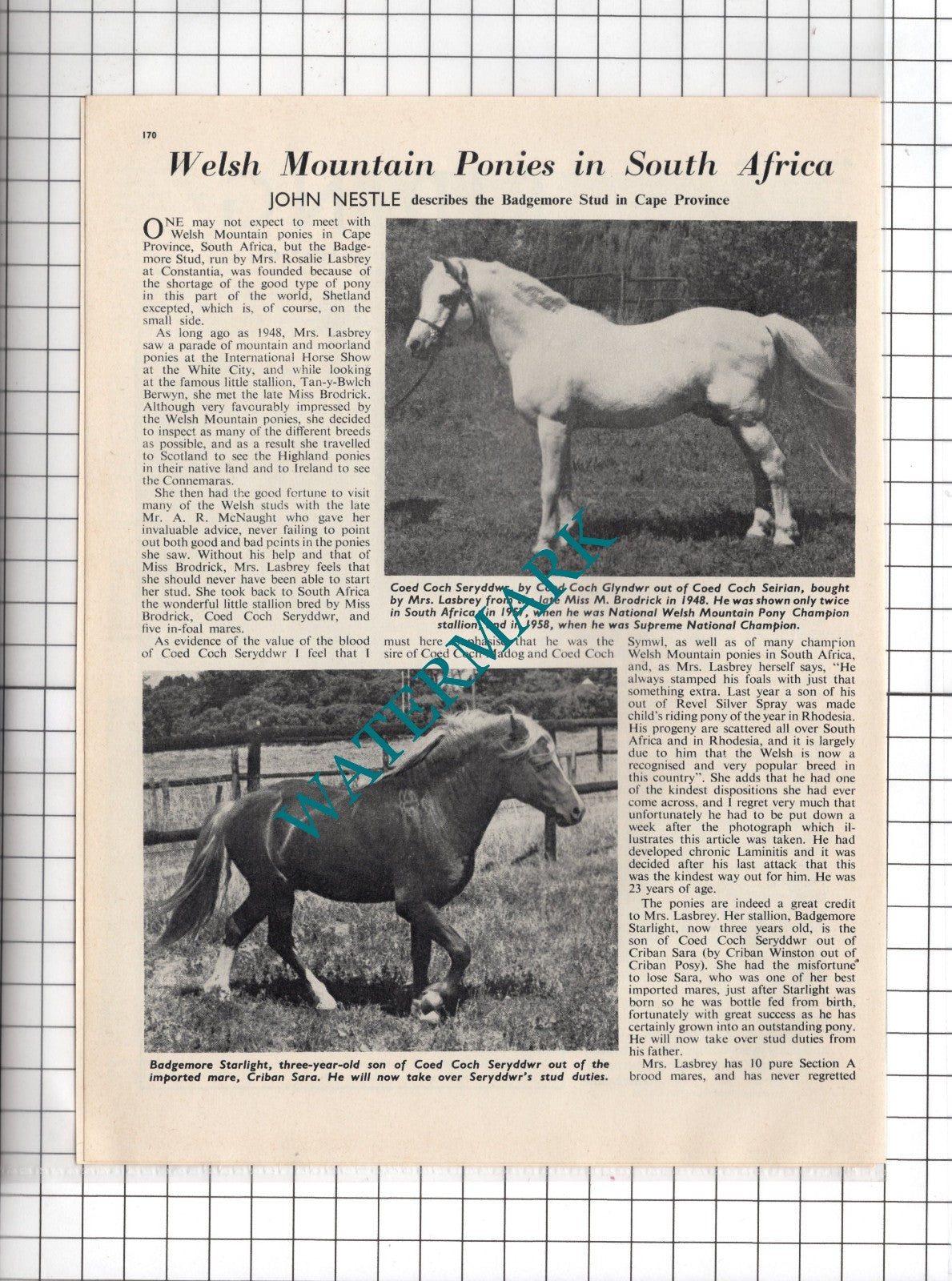 Mrs Rosalie Lasbrey The Badgemore Stud Cape Province South Africa - 1965 Article