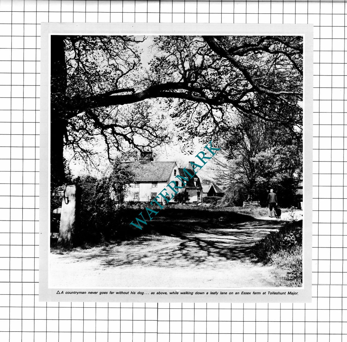 Tolleshunt Major Essex Farm - 1980 Clipping / Print