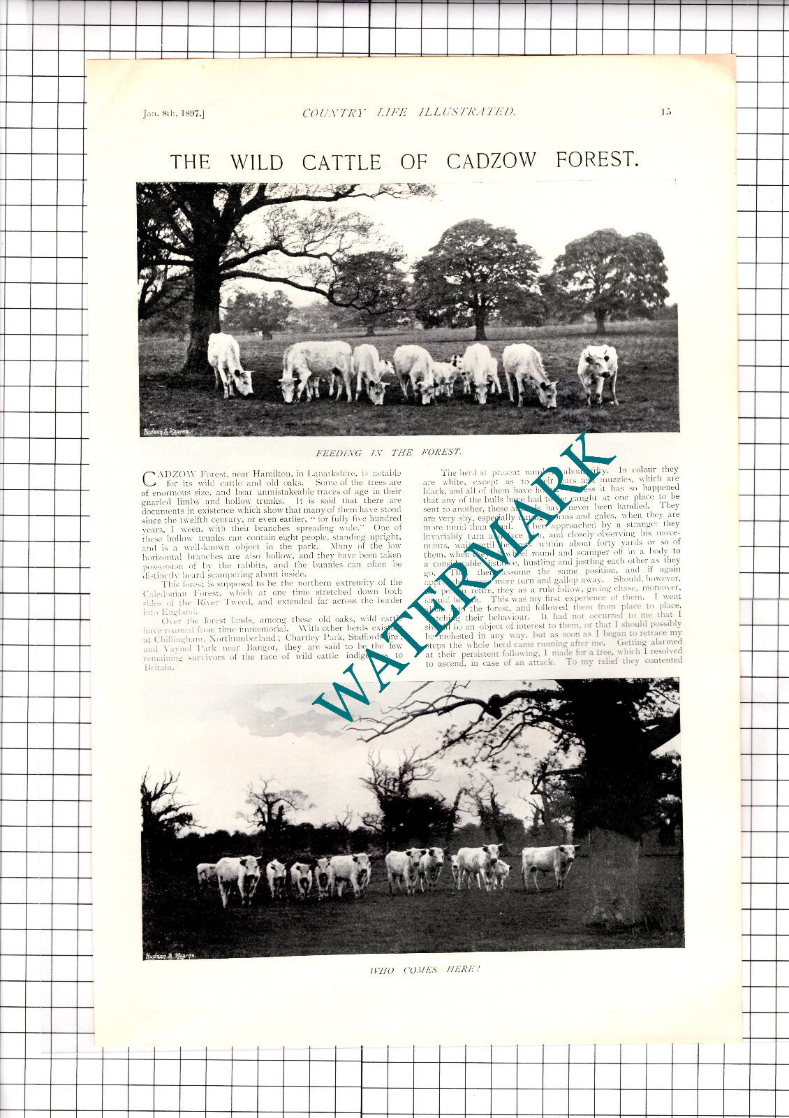 The Wild Cattle Of Cadzow Forest Lanarkshire Charles Reid - 1897 Article / Print